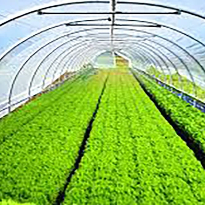 Hydroponic Greenhouse
