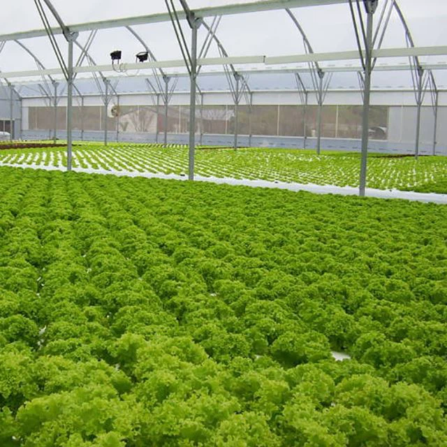 Pepper Greenhouse