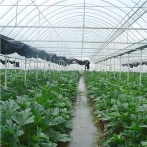 Hydroponic lakòz efè tèmik